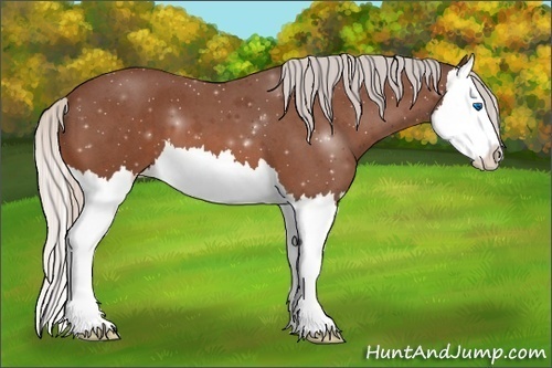 Horse Color:Silver Bay Roan Splash 