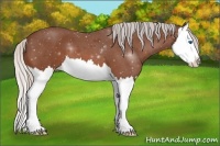 Horse Color:Silver Bay Roan Splash 