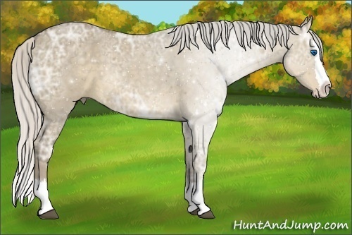Horse Color:Silver Smoky Grullo Ice Sabino Splash 