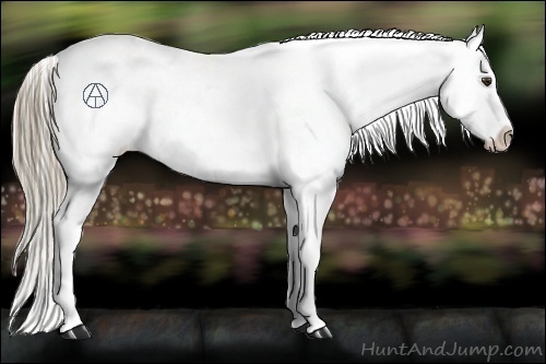Horse Color:Liver Red Dun Appaloosa Rabicano