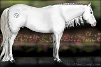 Horse Color:Liver Chestnut Appaloosa 