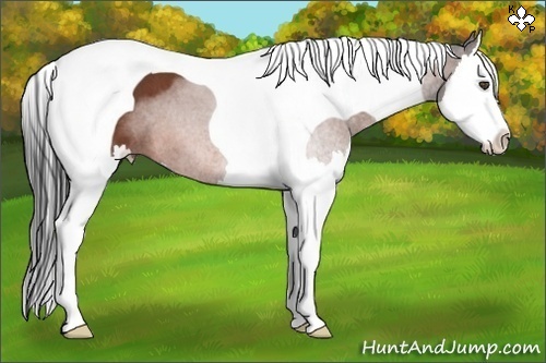 Horse Color:Bay Roan Splash Tobiano 
