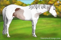 Horse Color:Bay Roan Splash Tobiano 