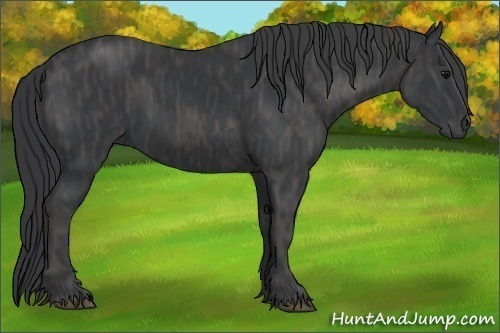 Horse Color:Black  Brindle