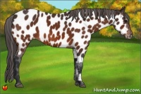 Horse Color:Bay Near Leopard