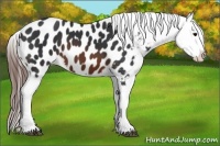 Horse Color:Brown Appaloosa