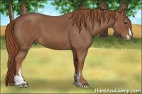 Horse Color:Red Roan Sabino Frame