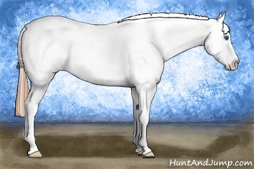 Horse Color:Gold Champagne Splash Appaloosa 