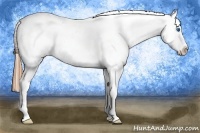 Horse Color:Gold Champagne Splash Appaloosa 