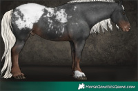Horse Color:Liver Chestnut Mushroom Snowcap 