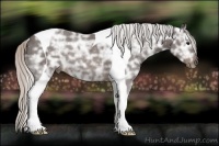 Horse Color:Silver Brown Ice Tobiano 