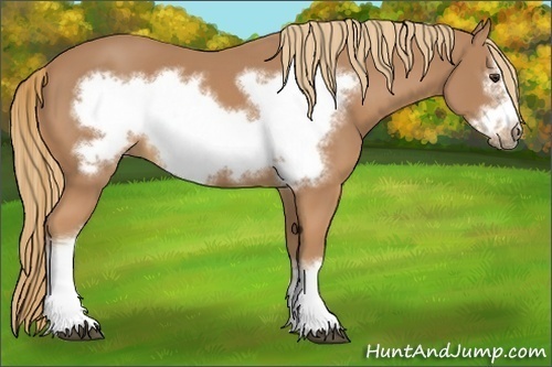 Horse Color:Chestnut Frame 