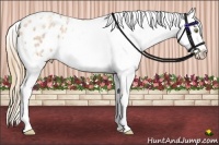 Horse Color:Gold Champagne Ice Roan Splash Appaloosa