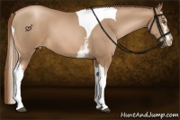 Horse Color:White Spotted Liver Chestnut Pearl Tobiano