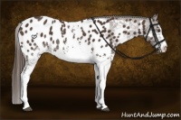 Horse Color:White Spotted Liver Chestnut Sabino Near Leopard