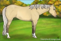 Horse Color:Silver Buckskin Dun Rabicano 