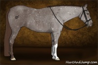 Horse Color:Liver Red Roan 