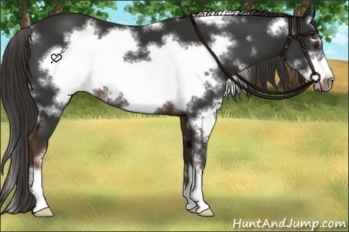 Horse Color:White Spotted Liver Chestnut Sabino Frame