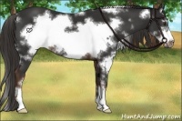 Horse Color:White Spotted Liver Chestnut Sabino Frame 