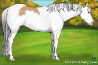 Horse Color:Bay Dun Splash Tobiano Rabicano 