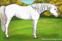 Horse Color:Chestnut Blanket