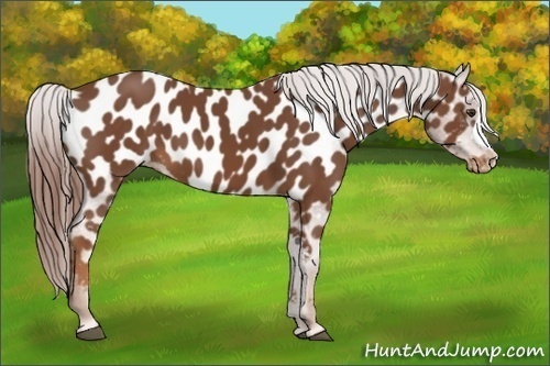 Horse Color:Chestnut Near Leopard 