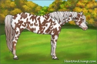 Horse Color:Chestnut Near Leopard