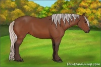 Horse Color:Silver Bay 
