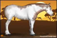 Horse Color:Red Roan Sabino Frame 