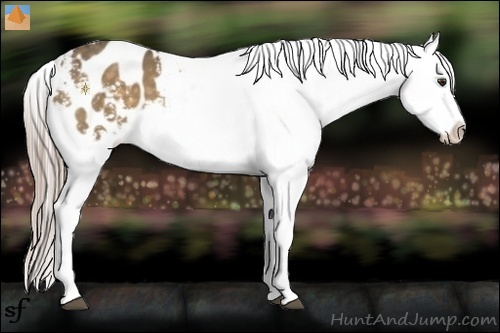 Horse Color:Chocolate Palomino Appaloosa 