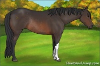 Horse Color:Brown Rabicano 