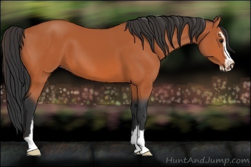 Horse Color:Bay Sabino