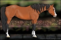 Horse Color:Bay Sabino