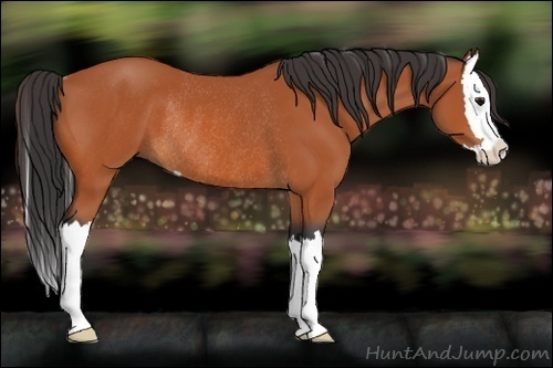 Horse Color:Bay Sabino Splash Rabicano