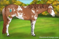 Horse Color:Chestnut Sabino 