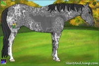 Horse Color:Black Ice 