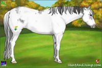 Horse Color:Smoky Black Ice Sabino Frame 