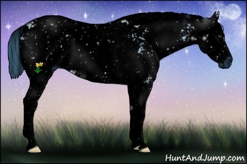 Horse Color:ERROR: UNKNOWN ANOMALY