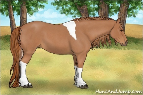 Horse Color:Red Roan Tobiano