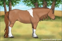 Horse Color:Red Roan Tobiano