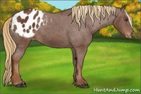 Horse Color:Chestnut Appaloosa 