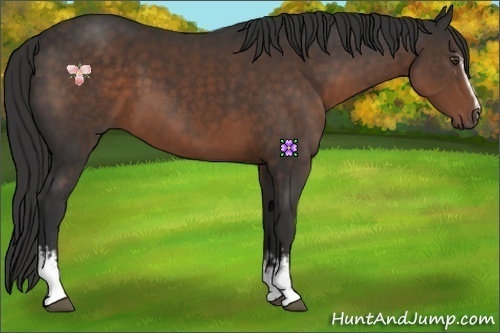 Horse Color:White Spotted Liver Chestnut