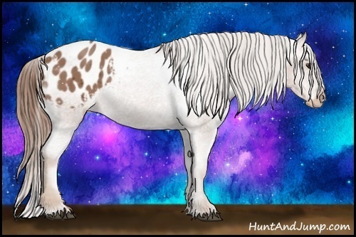 Horse Color:Chestnut Appaloosa 
