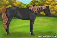 Horse Color:Liver Chestnut 