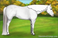 Horse Color:Blue Roan Splash Leopard
