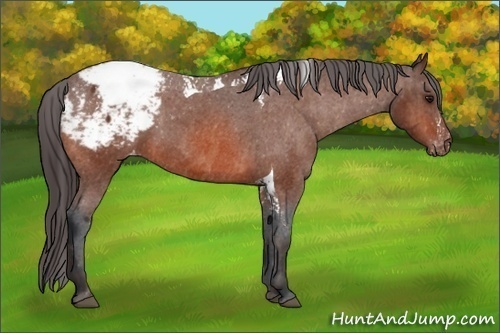 Horse Color:Bay Splash Tobiano Appaloosa Brindle