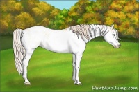 Horse Color:Gold Cream Champagne Sabino