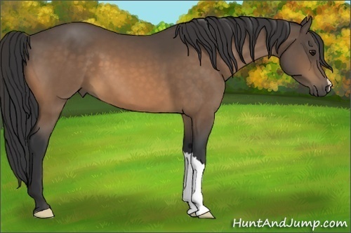 Horse Color:Buckskin 