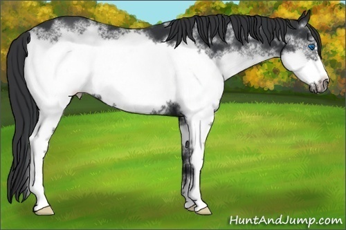 Horse Color:White Spotted Black Frame 
