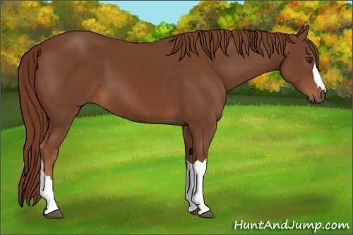Horse Color:Chestnut 